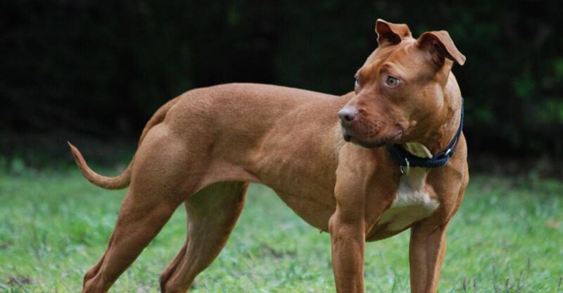 17 Guard Dog Breeds in America Ranked by Data