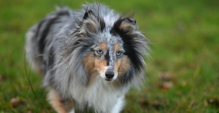 17 Medium Sized Dog Breeds with a Balanced Size and Personality dog news
