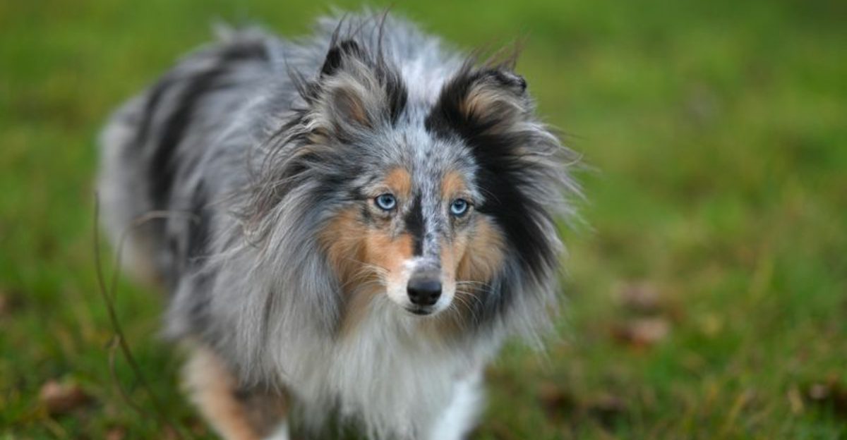 17 Medium Sized Dog Breeds with a Balanced Size and Personality