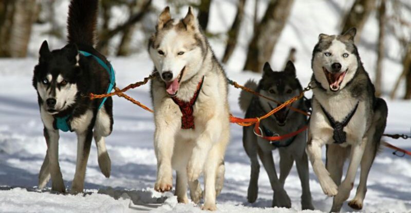 17 Strong and Resilient Dog Breeds Built to Handle Tough Conditions