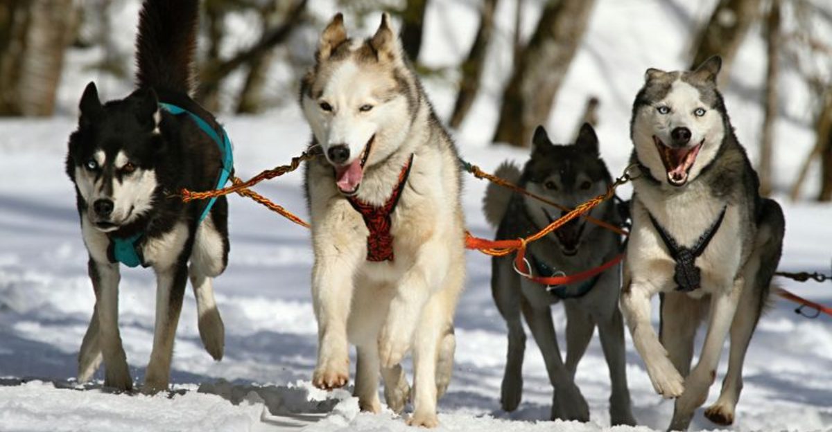17 Strong and Resilient Dog Breeds Built to Handle Tough Conditions