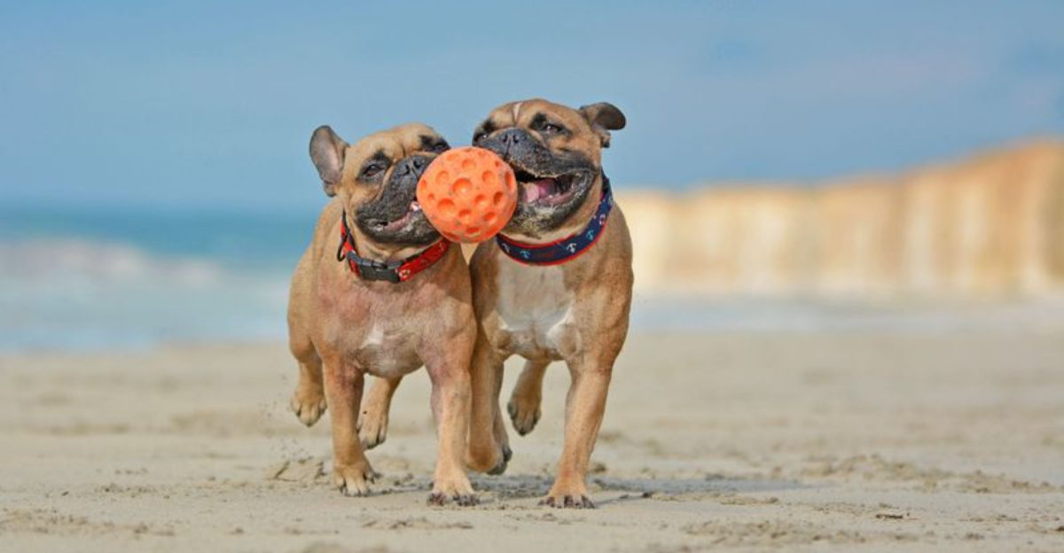 17 Stubborn Dog Breeds That Need Firm Training But Gentle Handling