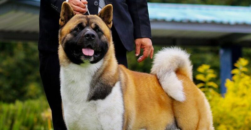 18 Brave Dog Types That Look Tough But Need Gentle Patient Training