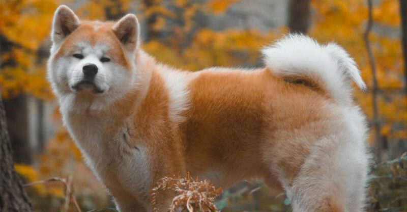 18 Deeply Devoted Dog Breeds That Wear Their Hearts on Their Paws