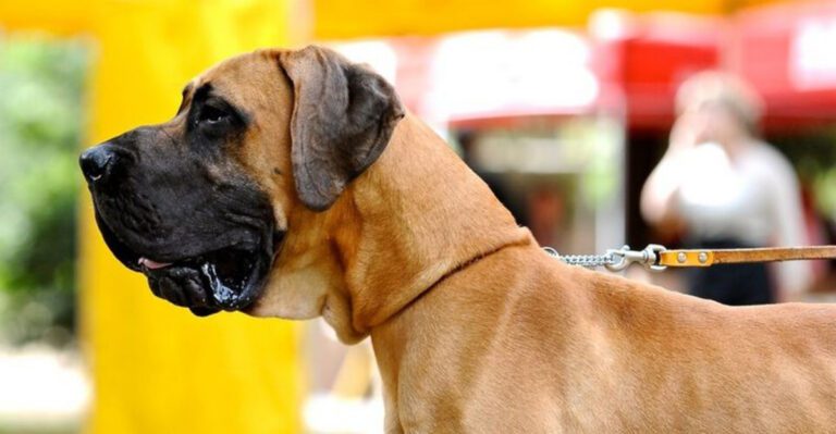 18 Dog Breeds Known for Having Some of the Shortest Lifespans dog news