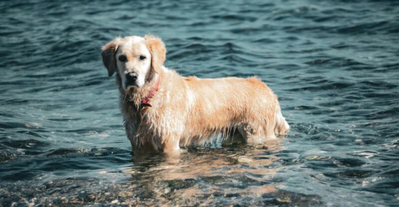 18 Dog Types That Adore Water And Need Special Post Swim Grooming
