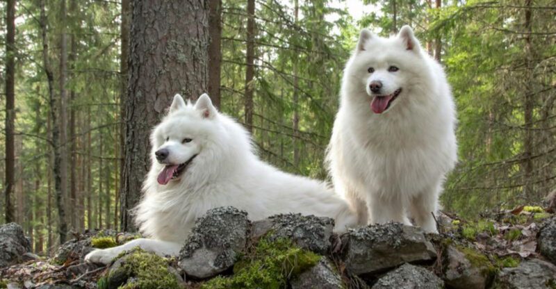 18 Incredibly Kind Hearted Dog Breeds That Warm Up to Everyone Instantly