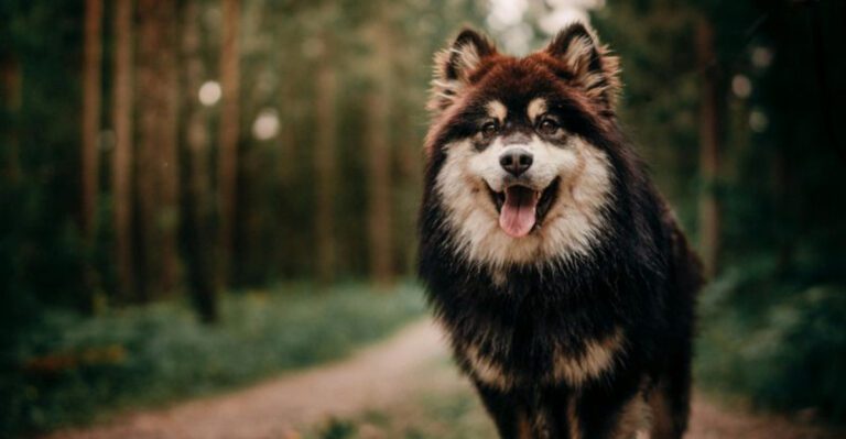 18 Independent Outdoor Dog Breeds That Are Happiest With Farms Fields And Freedom dog news