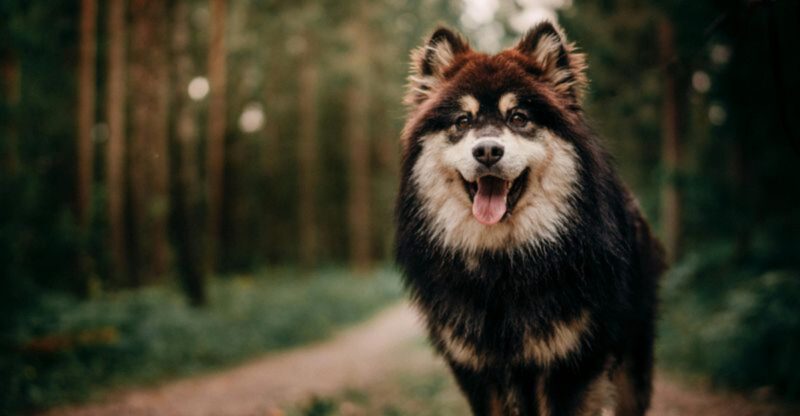 18 Independent Outdoor Dog Breeds That Are Happiest With Farms Fields And Freedom