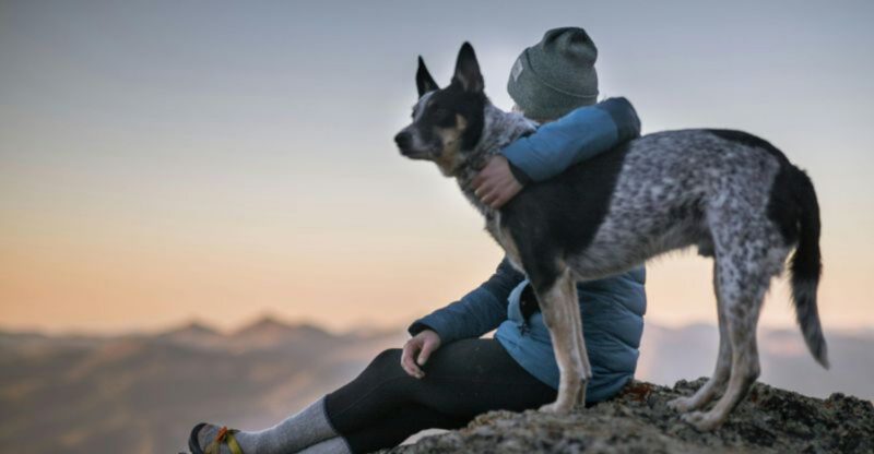 18 Key Things You Should Know About the Blue Heeler the True Australian Cattle Dog