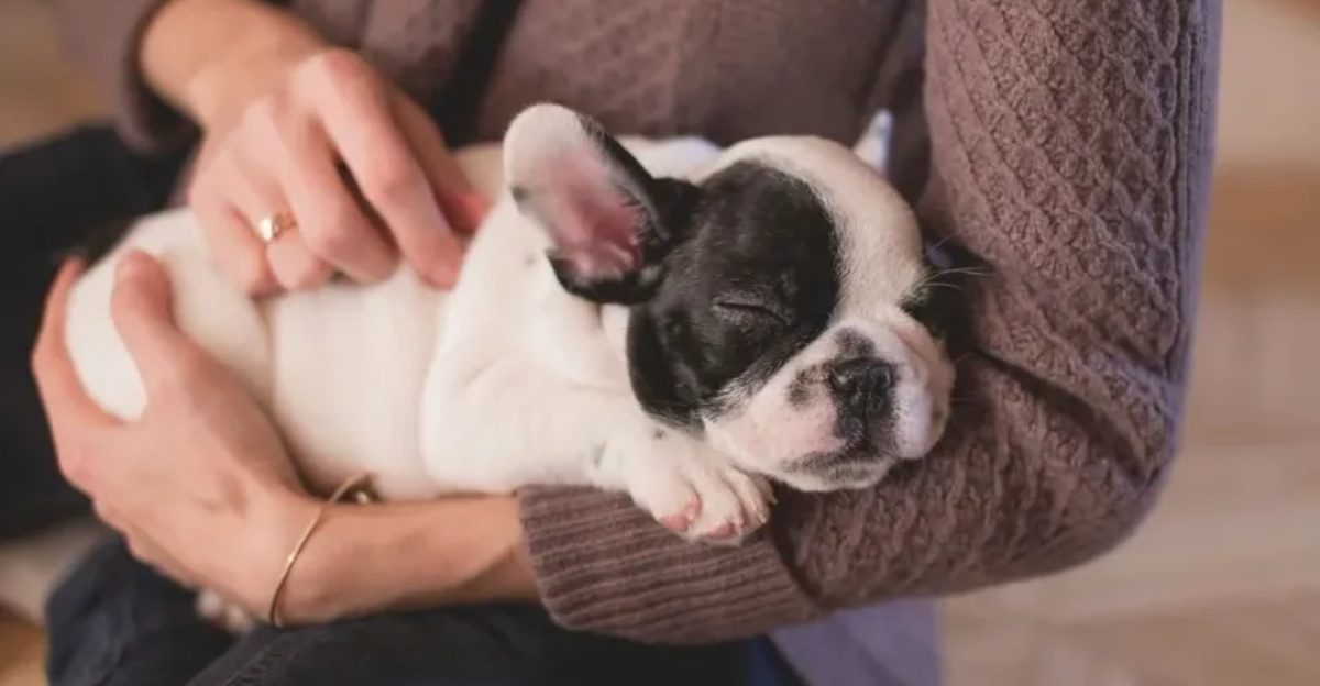 18 Quiet Changes In Your Dogs Routine That Can Add Years To Their Life