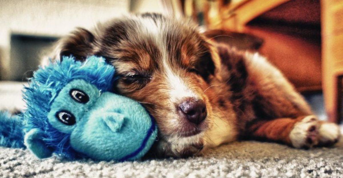 19 Dog Breeds That Will Happily Steal Your Bed Every Single Night