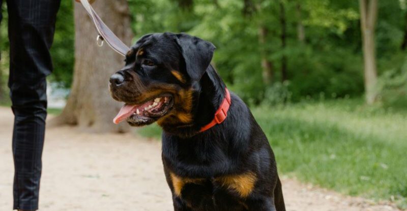 19 Highly Protective Dog Breeds Often on Guard