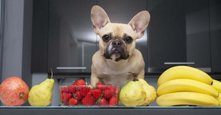 19 Human Foods That Dogs Can Safely Enjoy Without Any Worries dog news