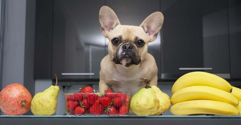 19 Human Foods That Dogs Can Safely Enjoy Without Any Worries