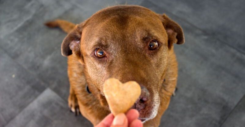 19 Small Changes That Can Instantly Improve Your Dogs Behavior