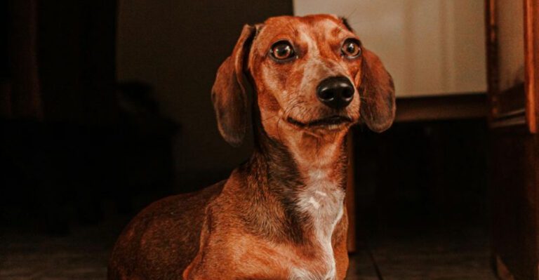 19 Small Dog Breeds Known for Their Huge Hearts and Unshakable Loyalty dog news