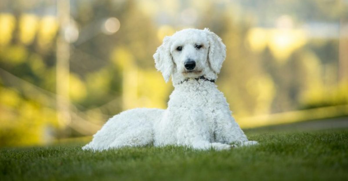 20 Highly Obedient Dog Breeds That Are Generally Easy to Train