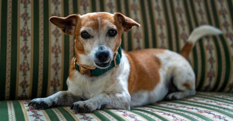 20 Popular Dog Breeds That Might Not Be the Best Fit for Everyone dog news