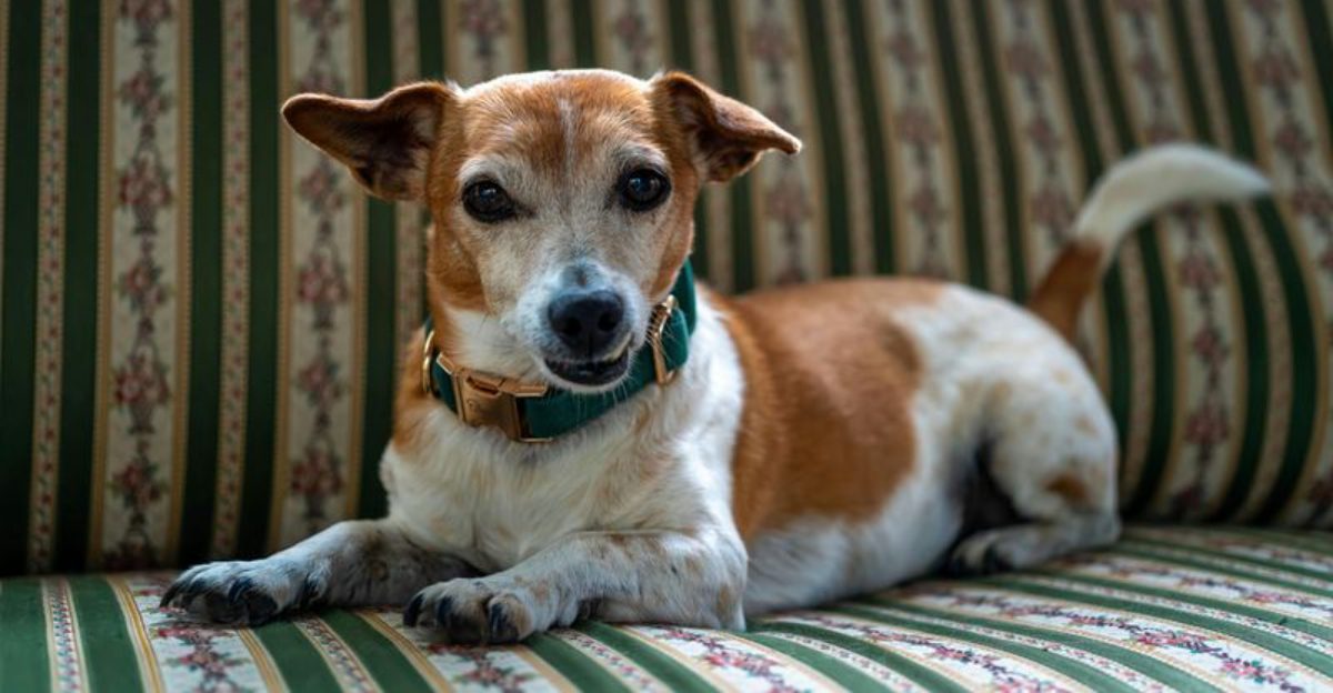 20 Popular Dog Breeds That Might Not Be the Best Fit for Everyone