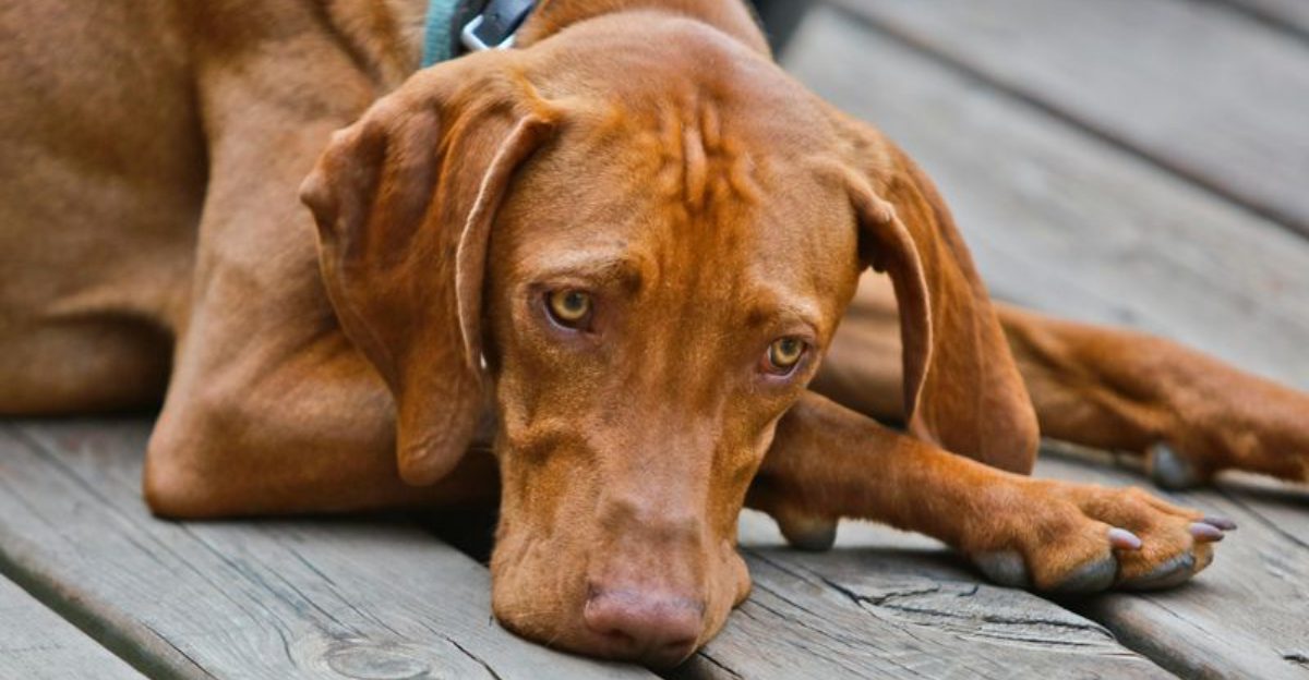 26 Dog Breeds That Naturally Bond More Deeply with Humans Than with Other Dogs