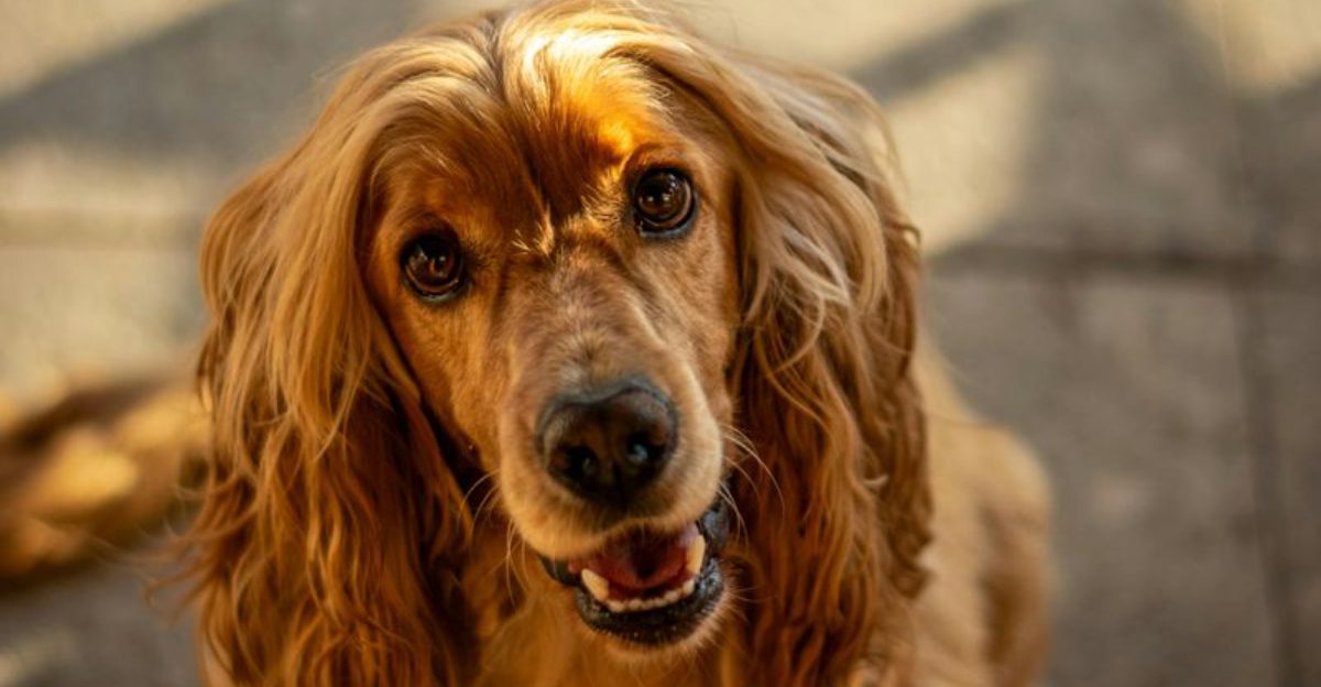 8 Dog Breeds That Would Welcome Intruders and 8 That Will Protect Their Home Without Hesitation