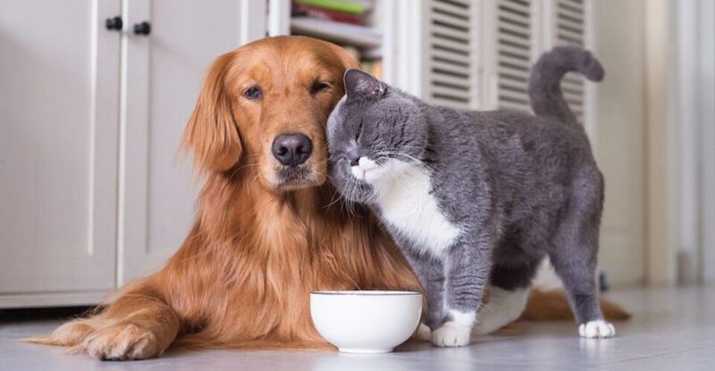 8 Dog Types That Share A Home With Cats Surprisingly Well