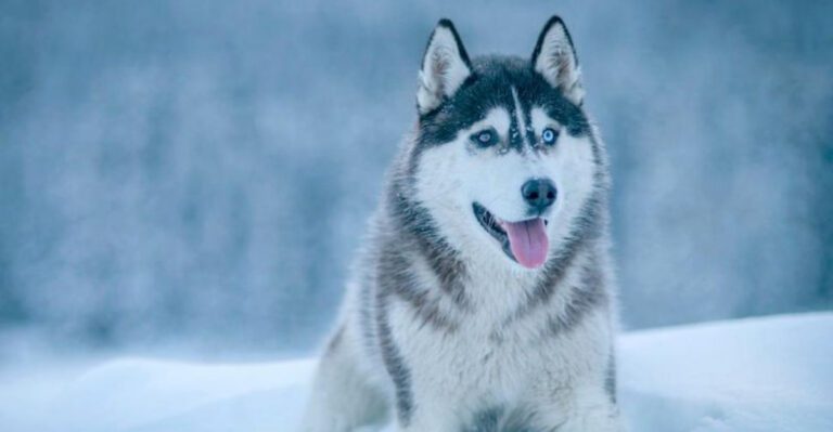 8 Exceptionally Well Behaved Dog Breeds And 8 That Are Far More Challenging dog news