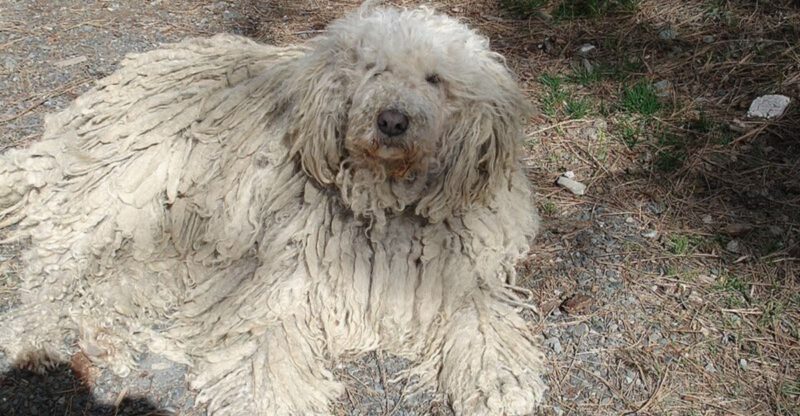 9 Ancient Dog Types That Were Bred For Jobs Most People Have Never Heard Of