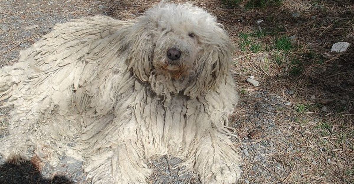 9 Ancient Dog Types That Were Bred For Jobs Most People Have Never Heard Of