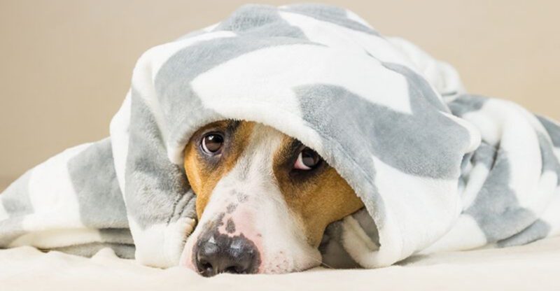 9 Causes of Dog Snapping and How to Prevent It