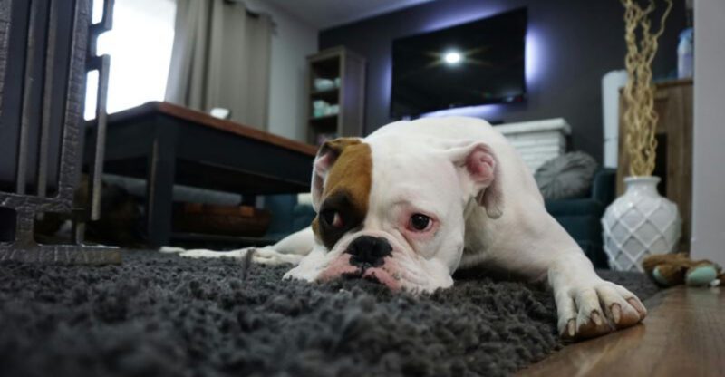 9 Comments That Can Be Hurtful to Atheist Dog Owners