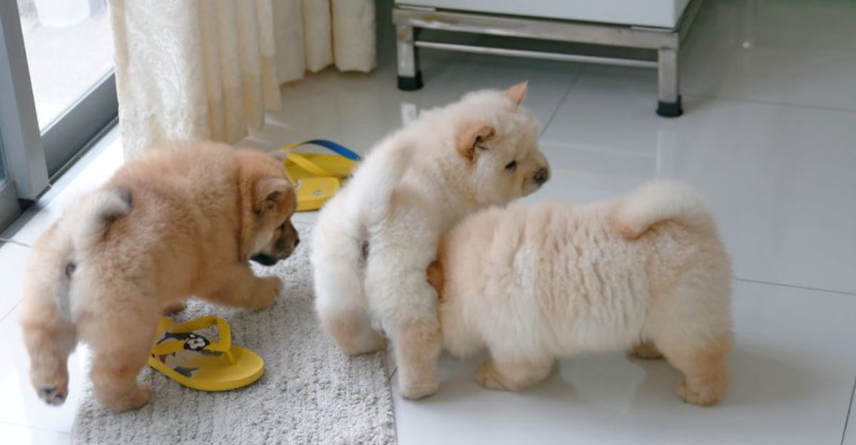 9 Dog Breeds That Struggle On Slippery Floors And How To Help Them At Home