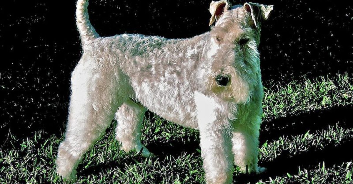 9 Dog Coat Types And How To Care For Each One The Right Way