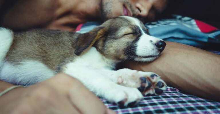 9 Little Things Your Dog Does That Secretly Mean I Love You dog news
