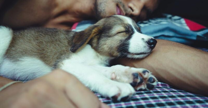 9 Little Things Your Dog Does That Secretly Mean I Love You