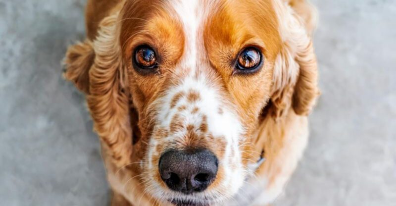 9 Playful Dog Types That Never Seem To Grow Up And The Care They Really Need