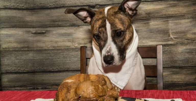 9 Scents Dogs Cant Stand And 5 They Absolutely Love dog news