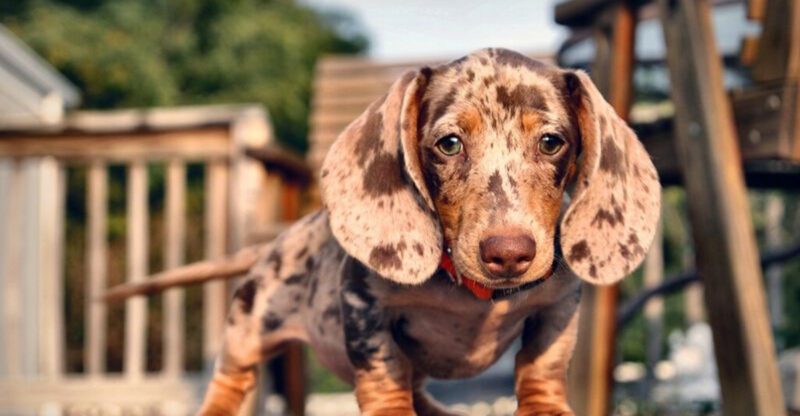 9 Short Haired Dog Breeds That Still Have Tricky Hidden Care Needs