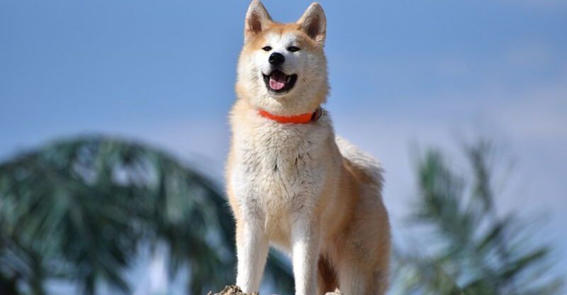 9 Strong Willed Dog Types That Demand Confident Owners And Consistent Boundaries