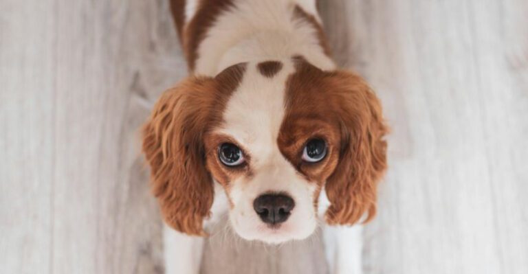 9 Tiny Dog Breeds That Tend to Follow Their Owners Everywhere dog news