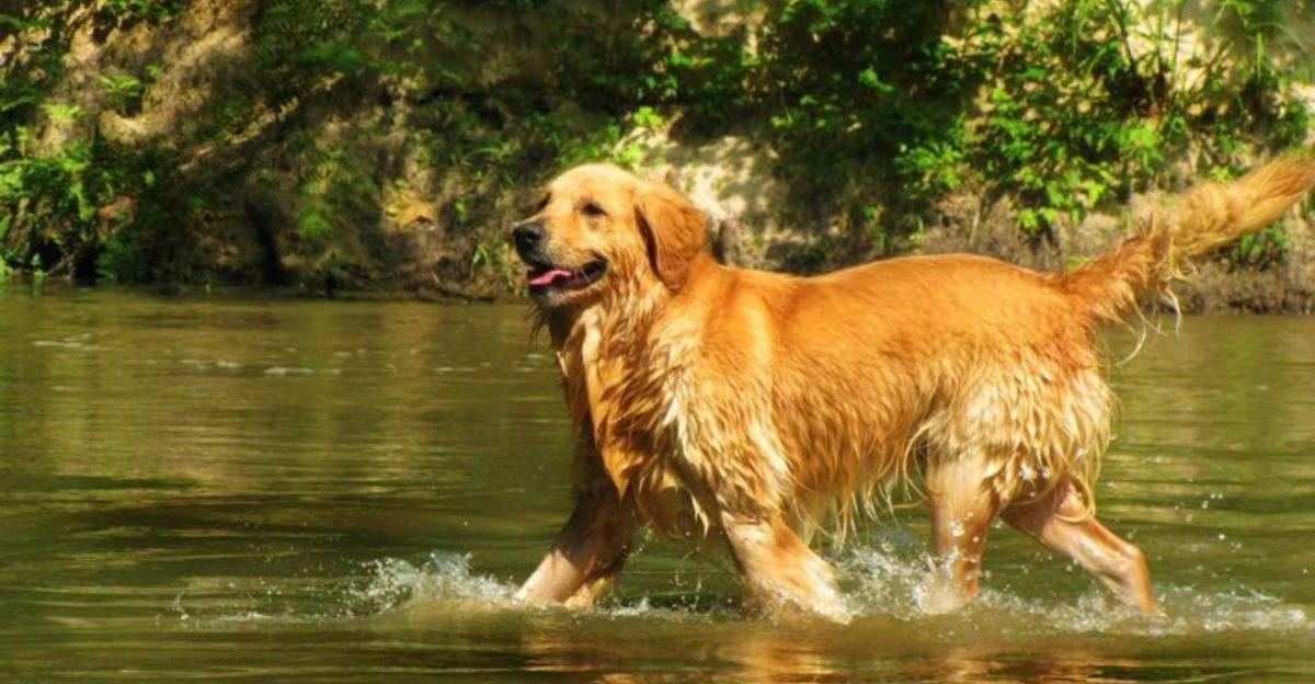 Dog Breeds That Defined the 90s — and Where They Rank Today