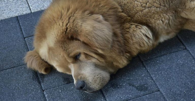 What Your Dogs Sleeping Position Really Says About Their Feelings dog news