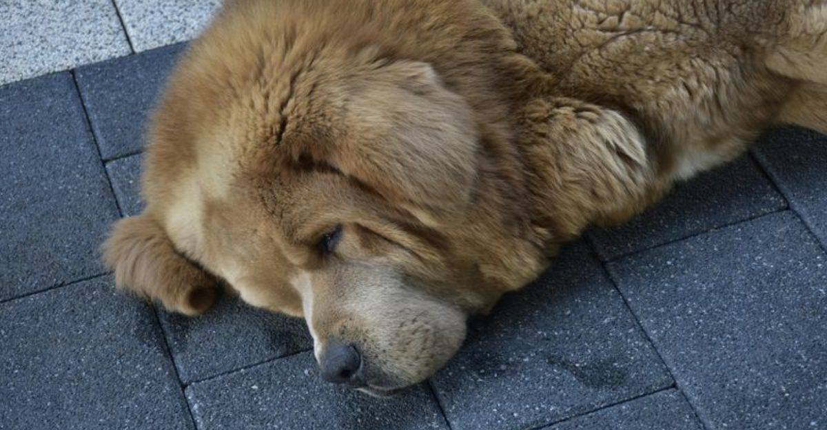 What Your Dogs Sleeping Position Really Says About Their Feelings