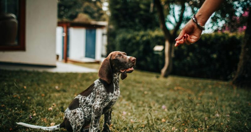 10 Dog Behaviors People Mistake for Dominance But Arent