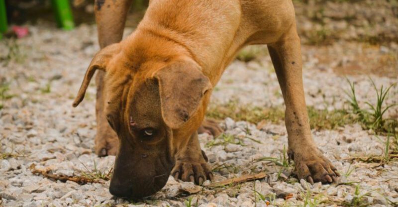 10 Dog Breed Traits That Modern Tech Is Finally Helping Decode