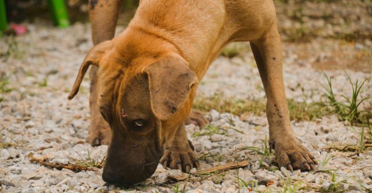 10 Dog Breed Traits That Modern Tech Is Finally Helping Decode