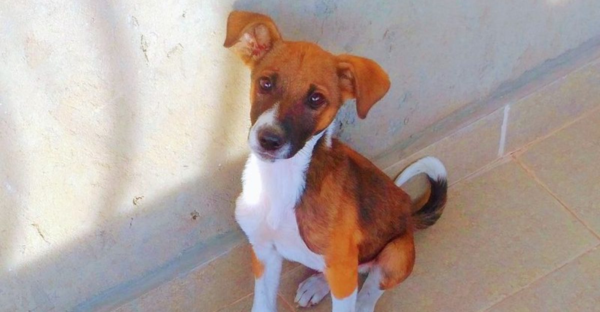 10 Dog Breeds Known for Talking Back Huskies Shibas and Other Vocal Dogs