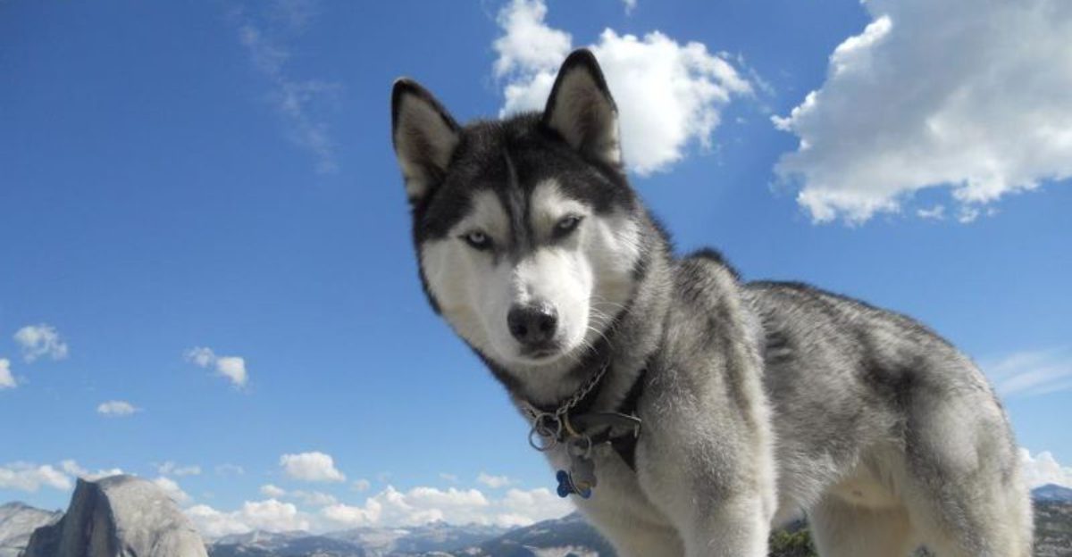 10 Dog Breeds That Are Masters of Escape Digging Climbing Slipping Collars Test Your Fence in 5 Minutes