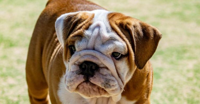 10 Dog Breeds That Commonly Develop Skin Sensitivities And the Care Habits That Matter dog news